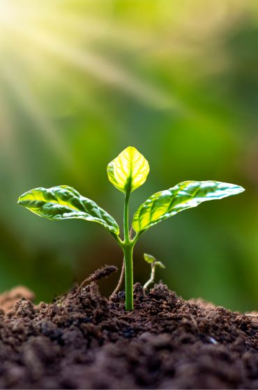 Coaching für persönliche Weiterentwicklung