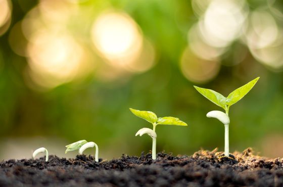 Growth Mindset Mit der inneren Haltung bereits Möglichkeiten und Perspektiven statt Gründe und Hindernisse in den Fokus zu nehmen