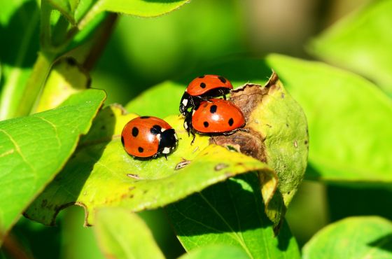 Führungstraining für medizinische Teams